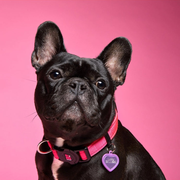 MyFamily Memopet Halsband Rosa
