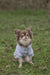 Hundhoodie Rainbow Falls med andningsbart polyestermaterial, värmande lurvig insida, huva med tryckknappar för fästning och kardborrefäste för justerbar passform.