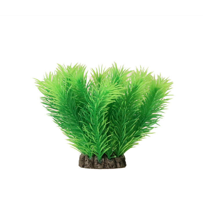 Aquael Dekorväxt Mayaca 10cm