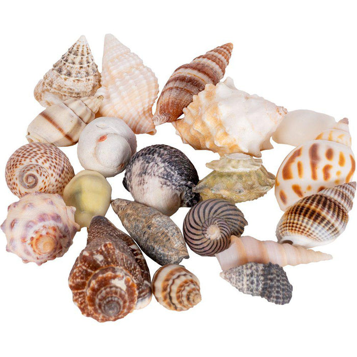 Seashell S 1,5-2,5cm 20 st