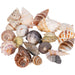 Seashell S 1,5-2,5cm 20 st