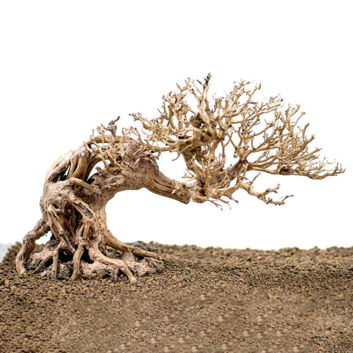 Bonsai Wood