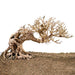 Bonsai Wood