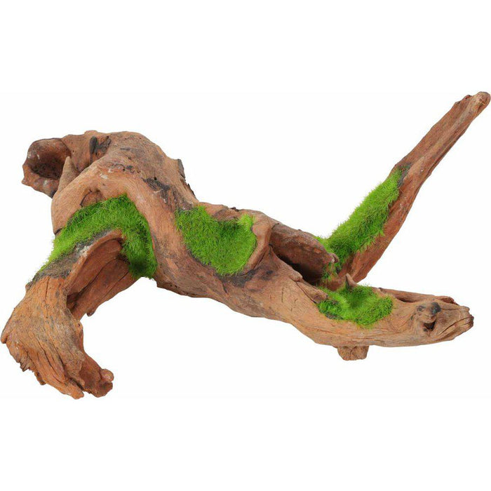 Zolux Kipouss Malaysia Root With Live Plant Seeds