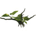 Drivved Planta