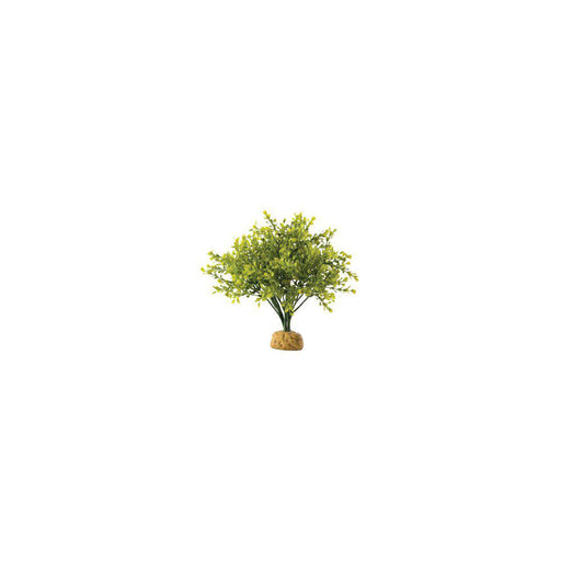 Buxbom Regnskogsväxt Exoterra
