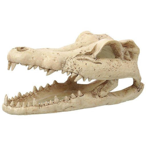 Rp Small Crocodile Skull