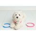 Ozami Hundhalsband Flash Led