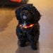 Ozami Hundhalsband Flash Led