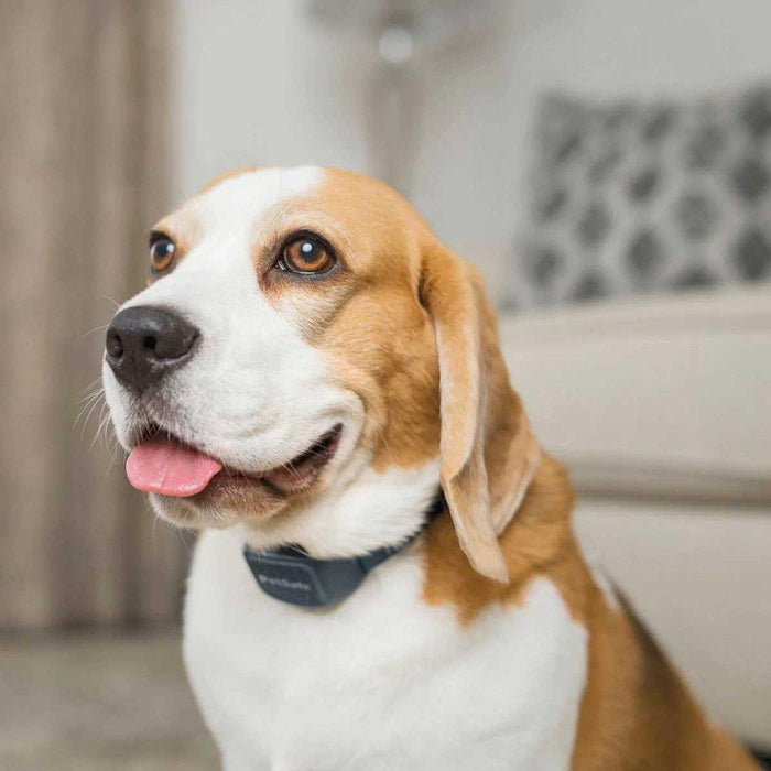 PetSafe Audible Bark Collar