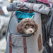Kurgo K9 Rucksack Heather Grey