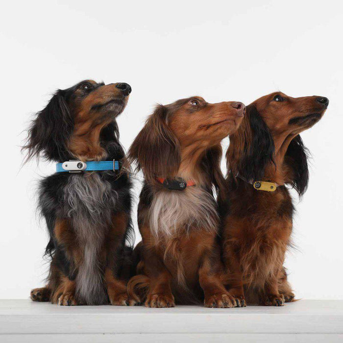 Tickless Pet Mini