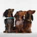 Tickless Pet Mini