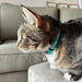 Rogz Alleycat Halsband Lila 11mm