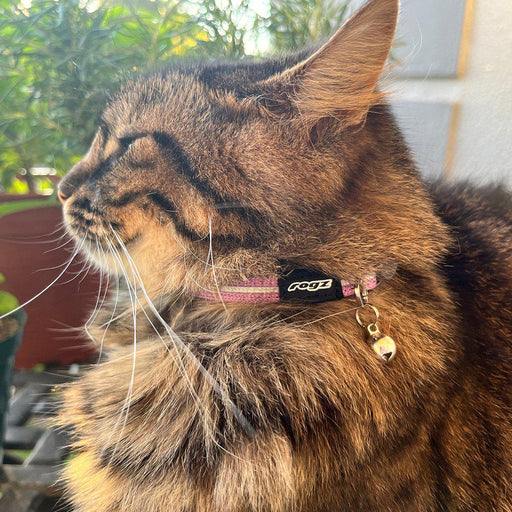 Rogz Alleycat Halsband Xs 8mm