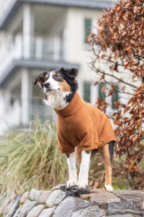 Sweatshirt CityStyle Amsterdam för hundar, tillverkad i ren bomull med värmande lurvig insida och tvåvägsdragkedja för att enkelt kombinera med sele.