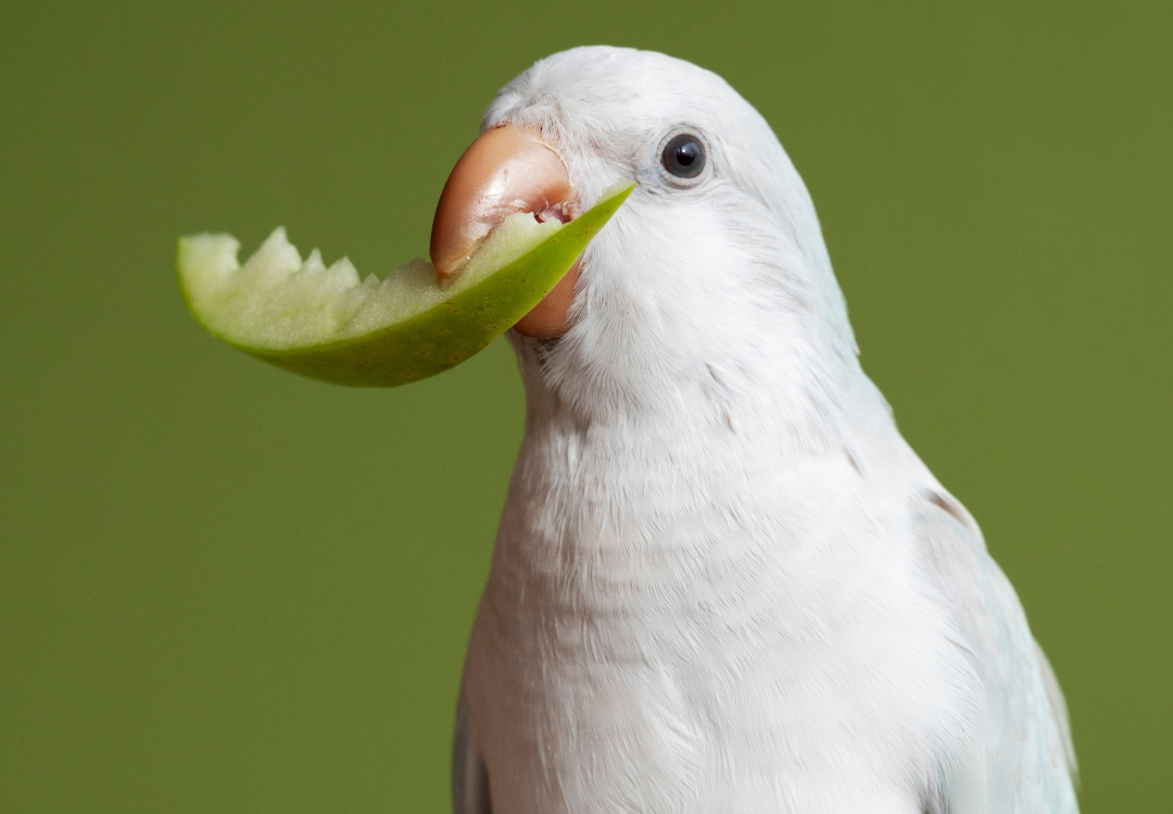 Zoobuddy