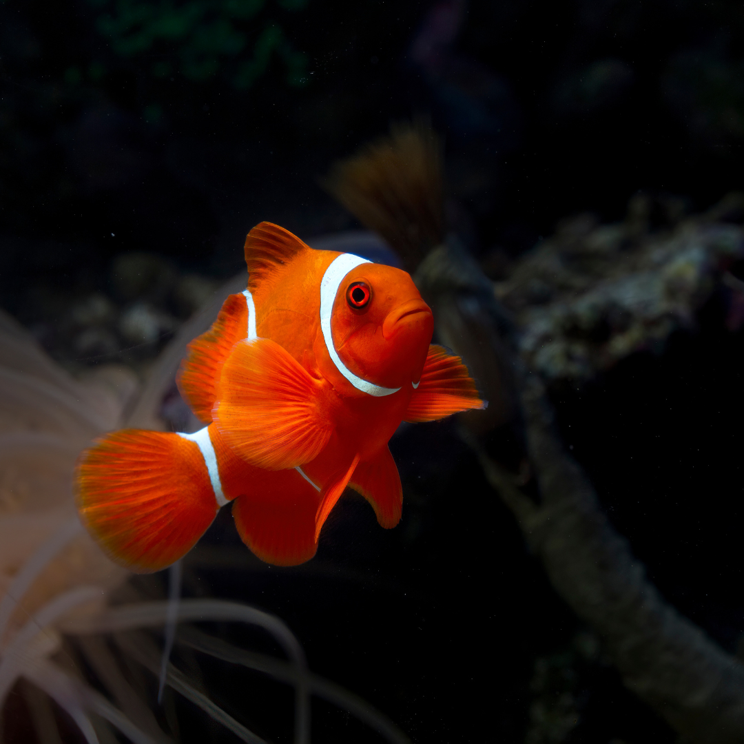 Zoobuddy
