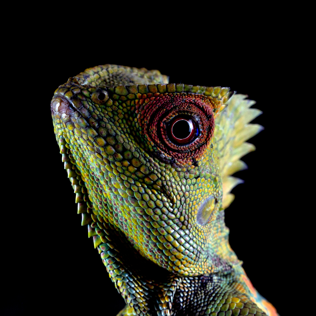 Zoobuddy